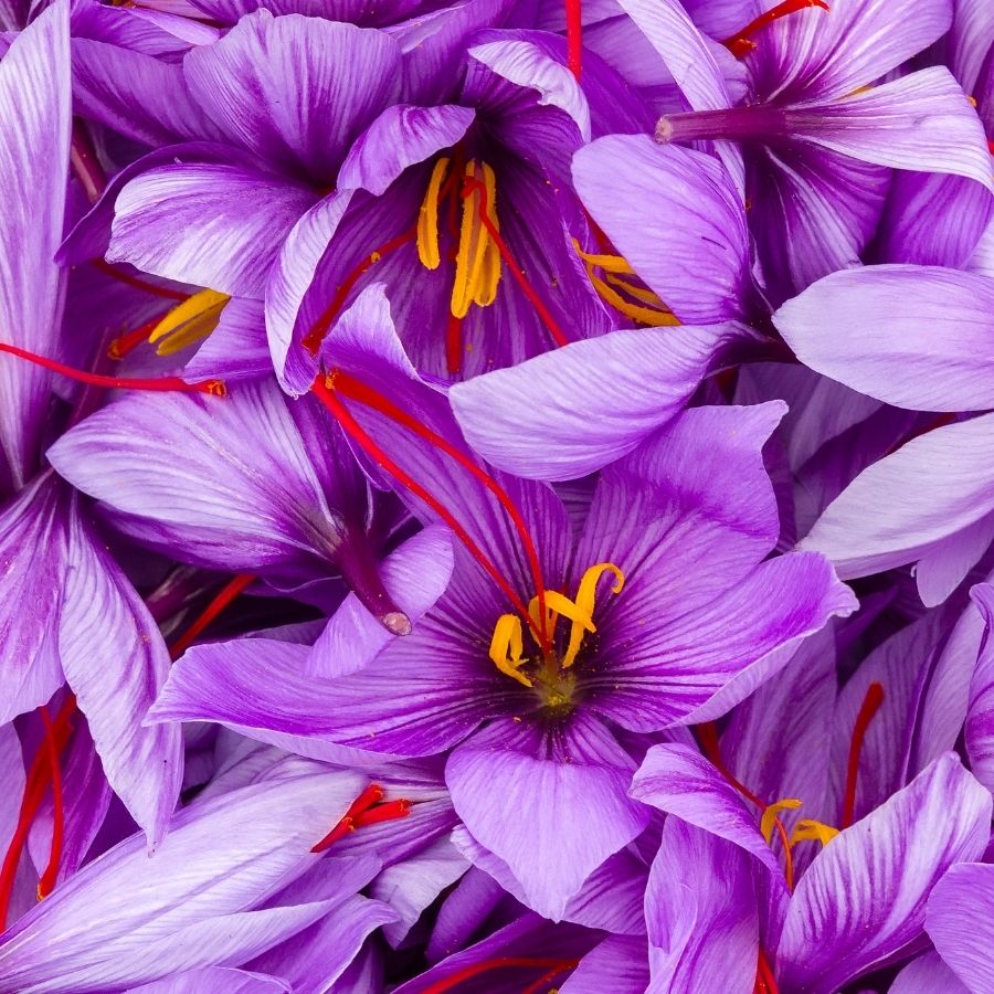 Saffron Threads