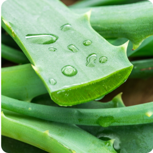 Aloe