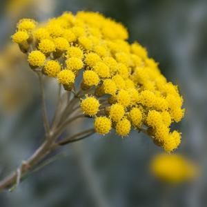 Sol Helichrysum