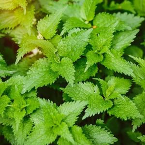 Nettle and Lemon