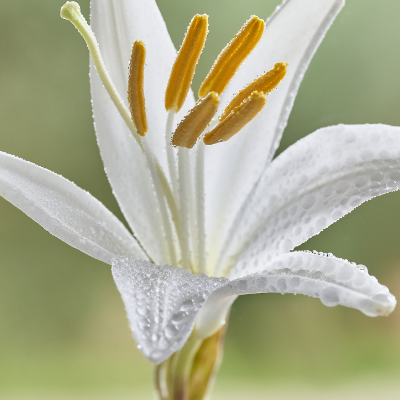 Lily Petals