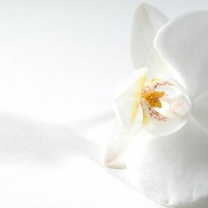 Vanilla Petals